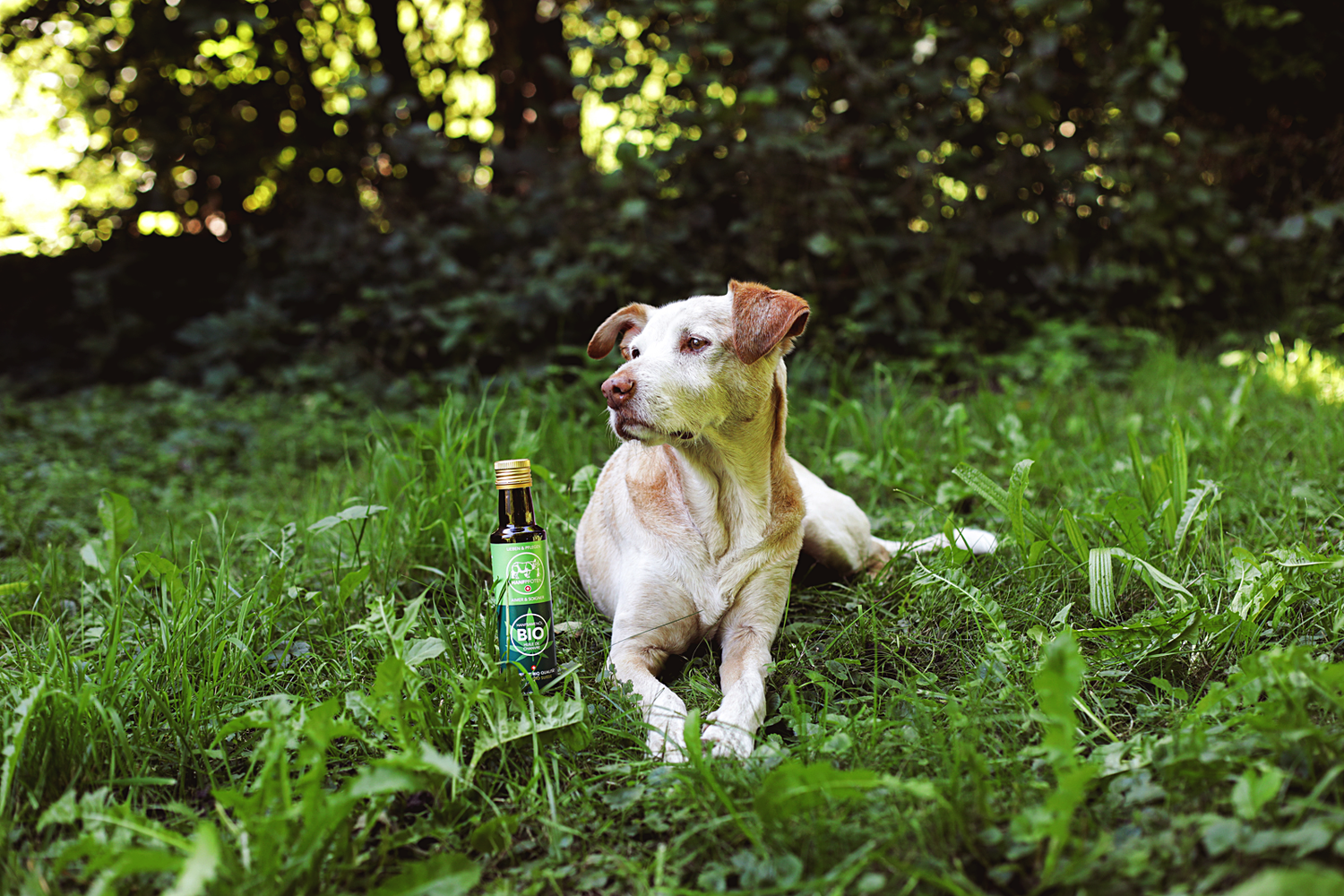 CBD Öl für deinen Hund: Natürliche Unterstützung für deinen Vierbeiner