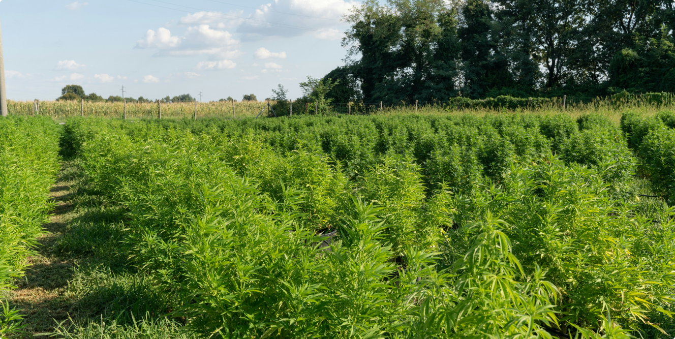 Aufnahme mehrerer CBD Pflanzen