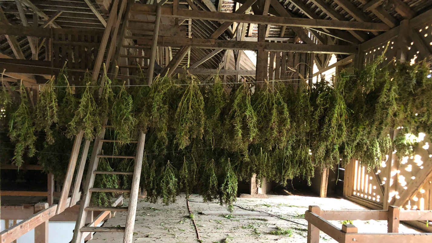 Hanfplantage Trocknung