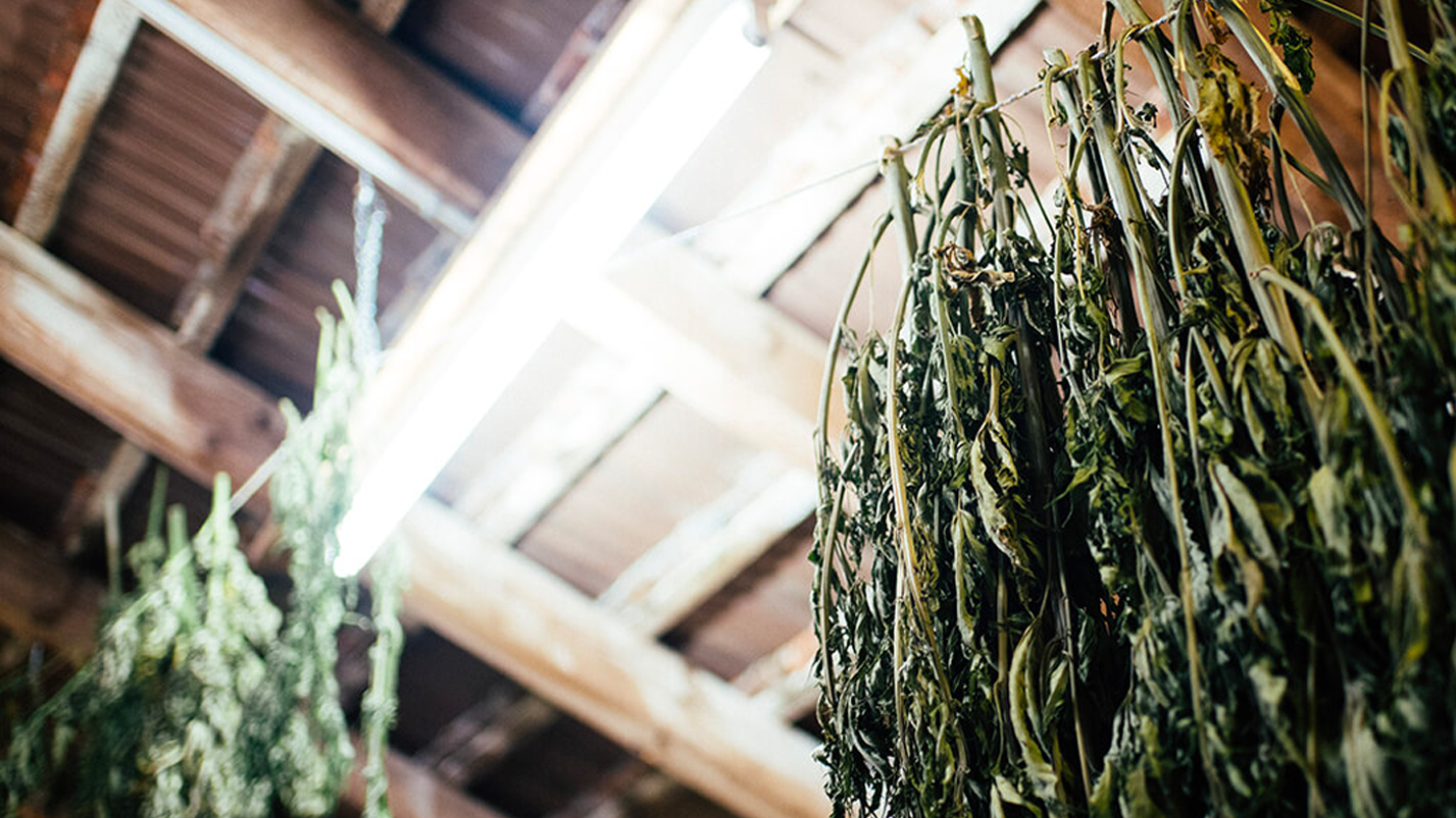 Hanfplantage Trocknung