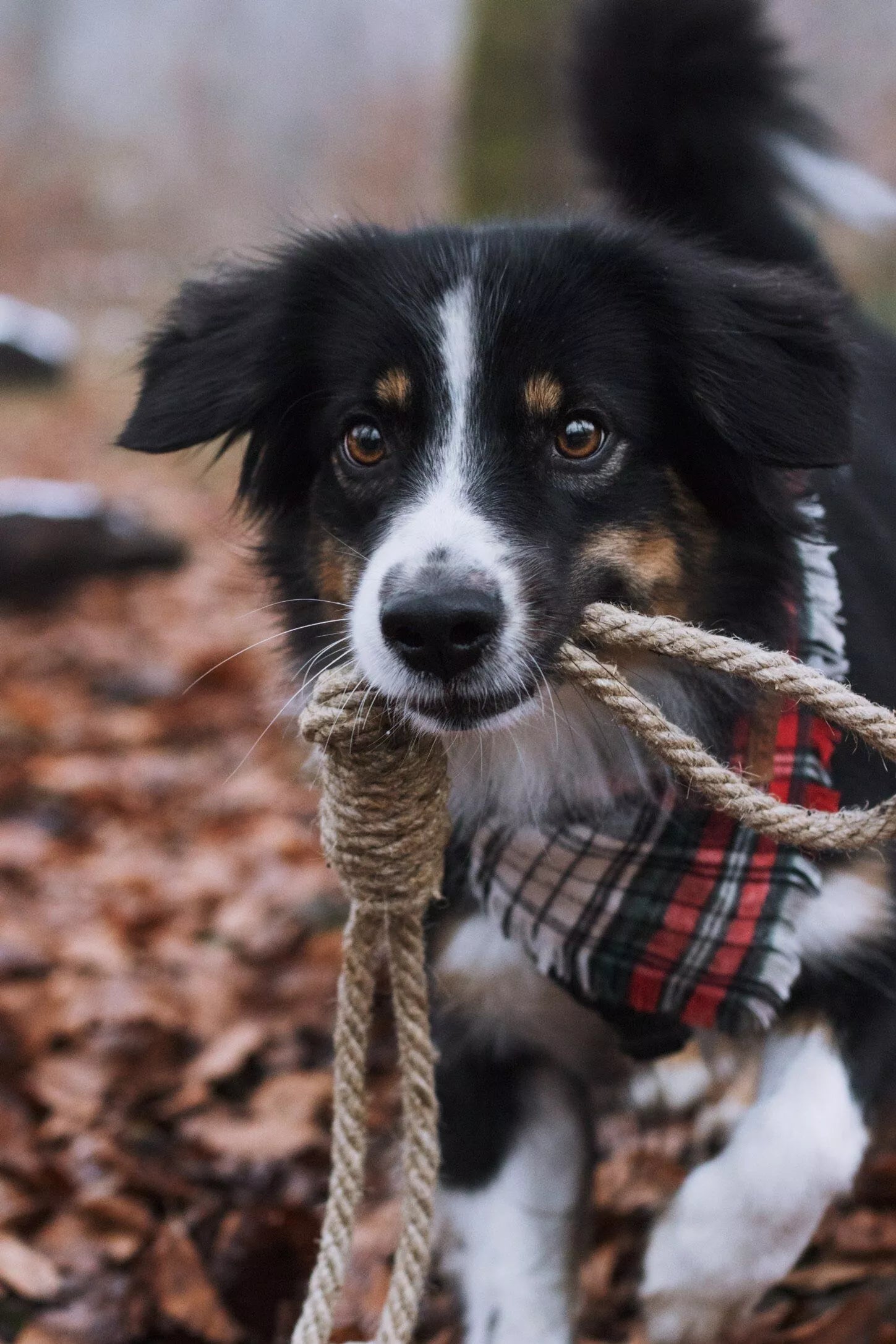 Hund mit Betty Woof Hanfspielzeug Galgen M
