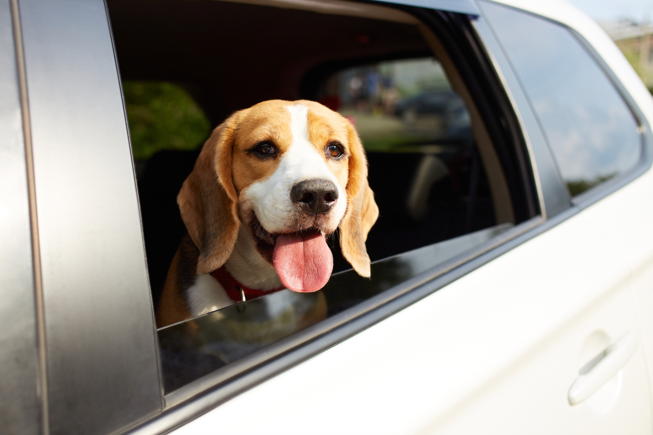 Urlaub mit Hund - Hund im Auto