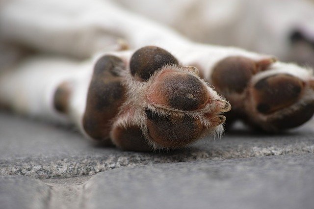 Kann CBD-Öl Arthrose bei Hunden lindern?