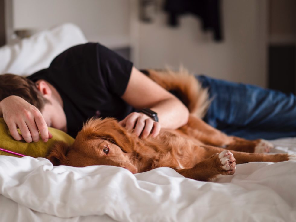 Gesunder Schlaf: Mit CBD für Hunde