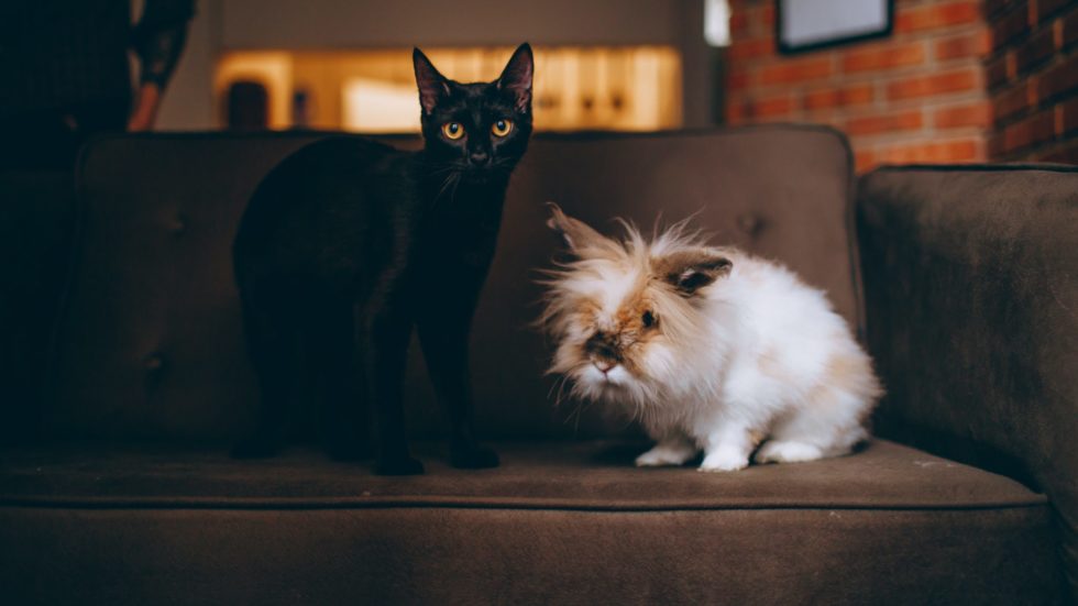 Tipps für Haustierhalter