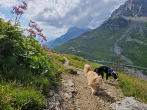 Hunde am Klausenpass