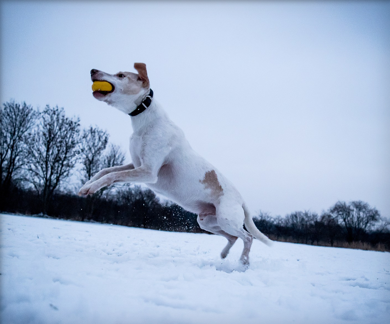 Hund im Schnee