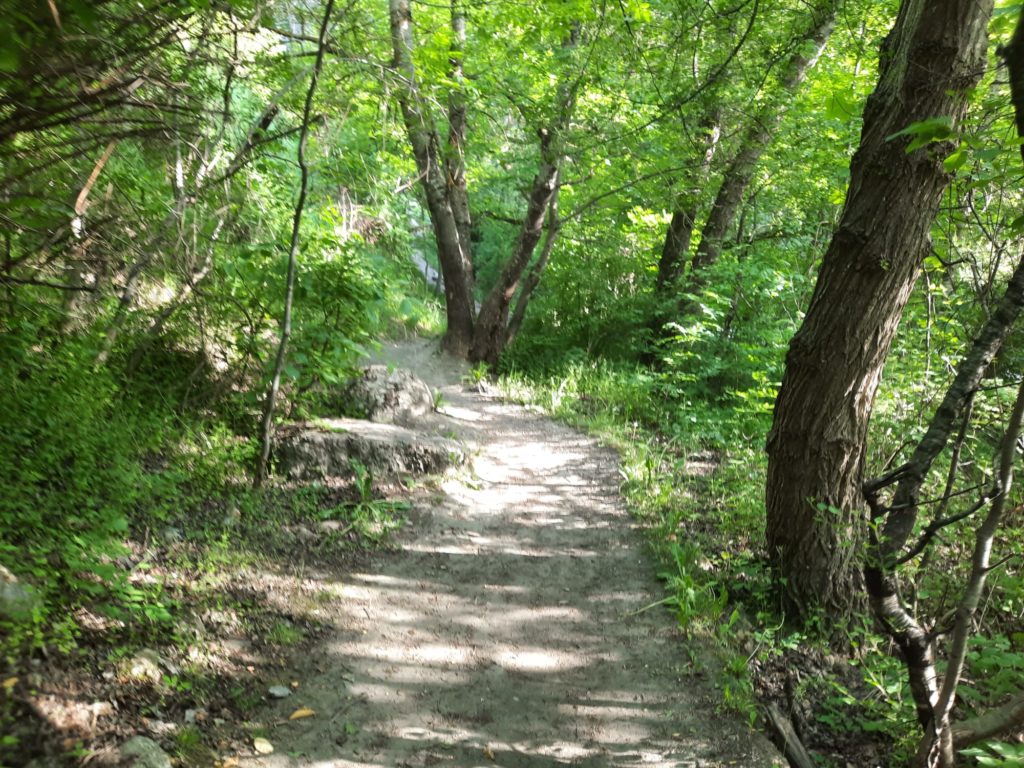 Wanderweg im Wald