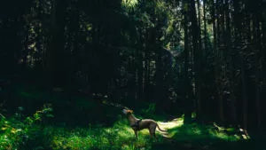 Hund am Rundweg Schafweide