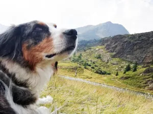 Hund auf Simplon Wanderung