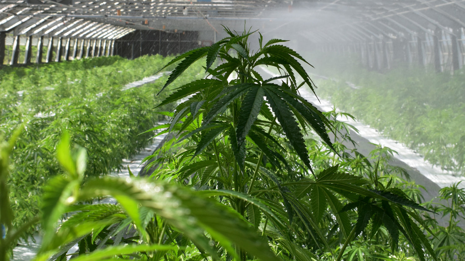 GACP-konforme Cannabis-Kultivierung im Gewächshaus von BergBlüten für Medical Cannabis in der Schweiz.