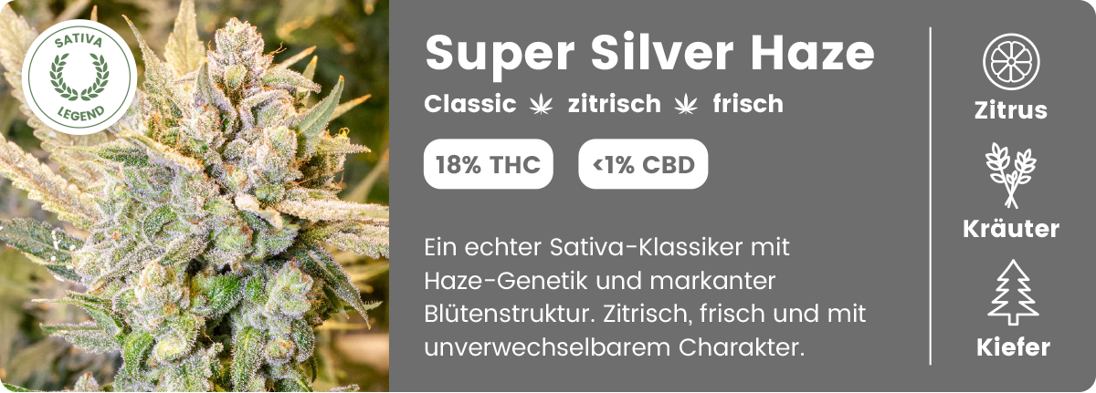 Super Silver Haze THC-Cannabisblüte mit Sorteninformationen und Aromaprofil von BergBlüten