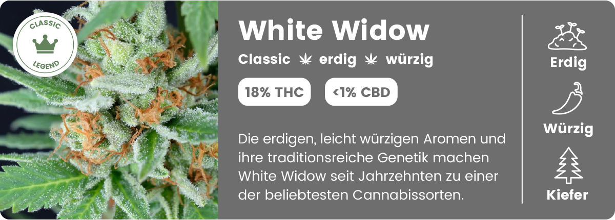 White Widow THC-Cannabisblüte mit Sorteninformationen und Aromaprofil von BergBlüten