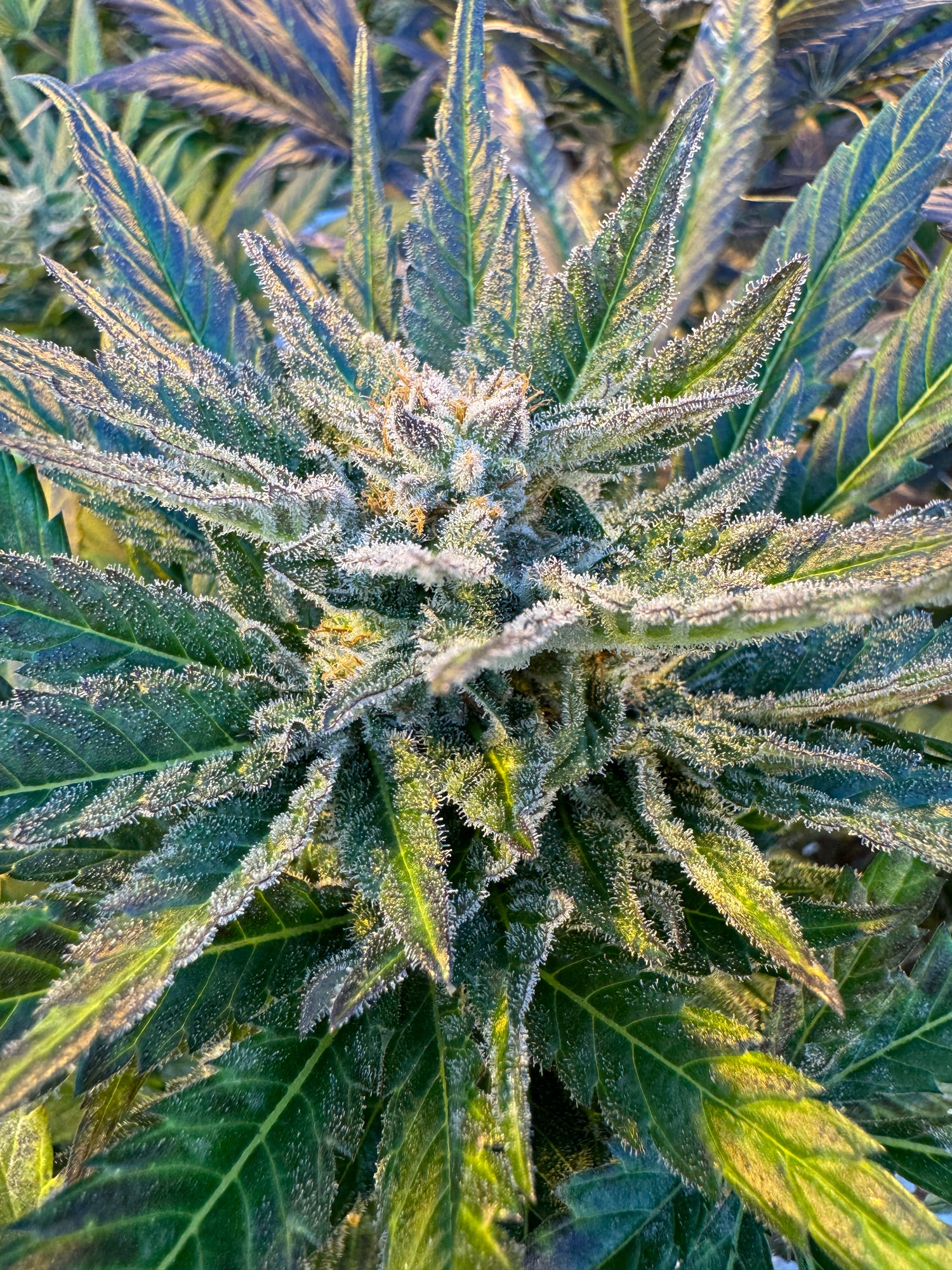 Cannabispflanzen im Gewächshaus von BergBlüten für die Schweizer Cannabis Pilotversuche.