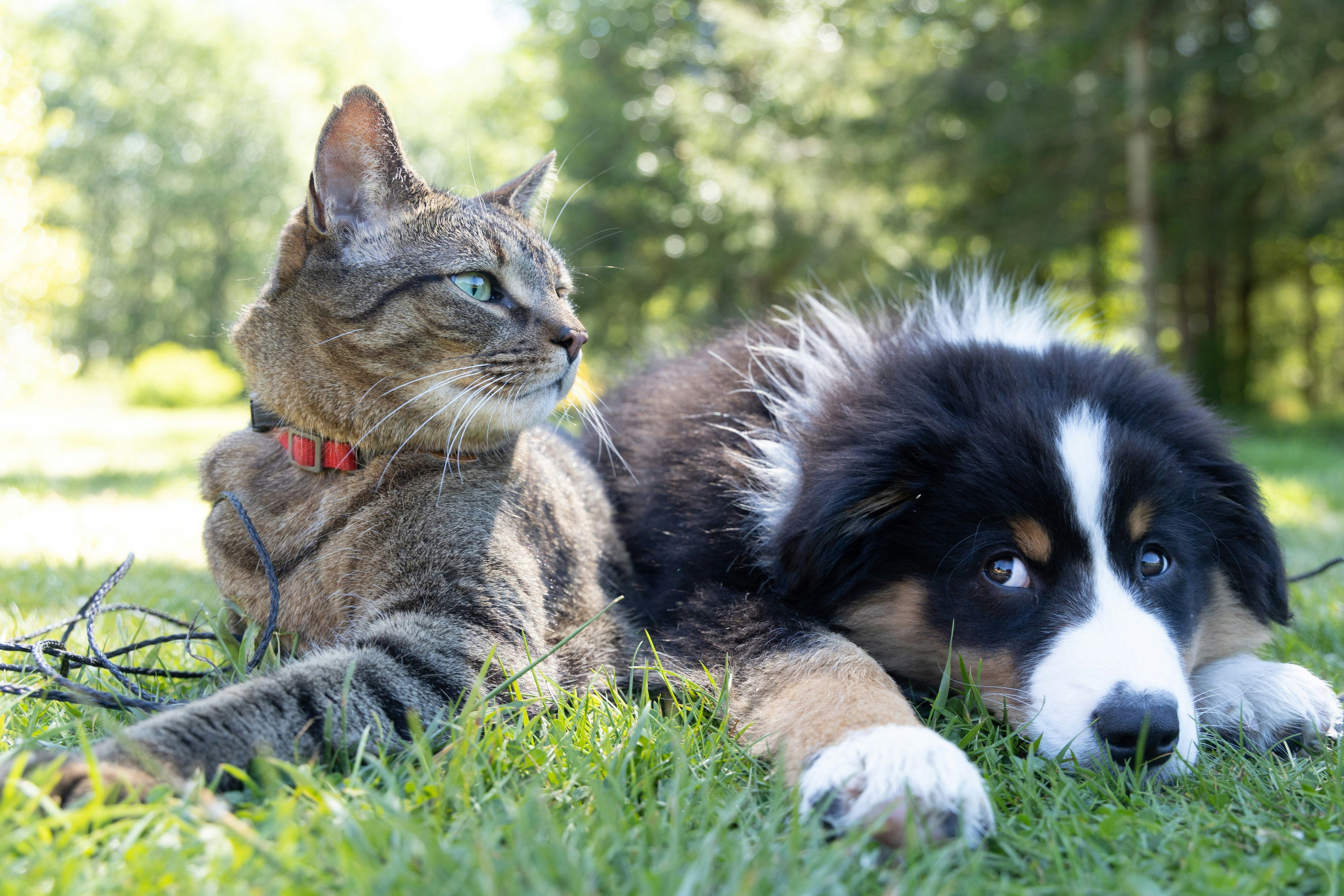 CBD für Tiere