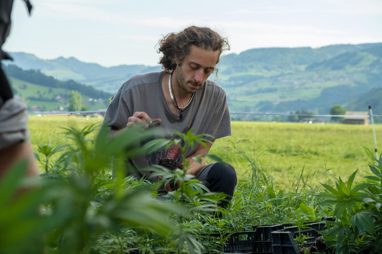 das team von bergblüten beim pflanzen von cbd pflanzen für die herstellung von cbd öl.