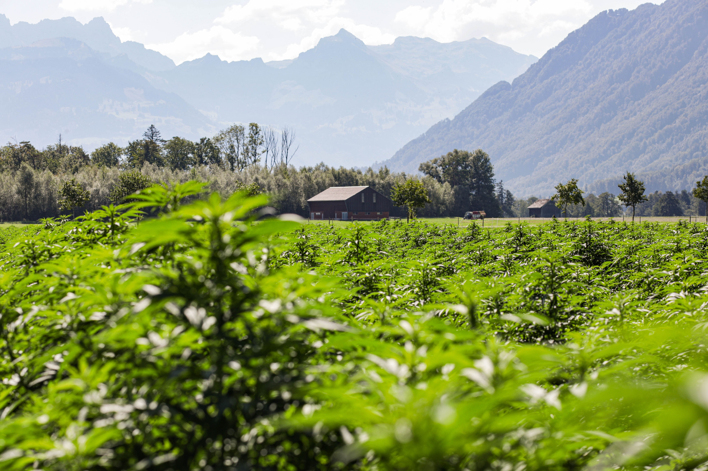 ein feld von cbd pflanzen für cbd öl in der schweiz.