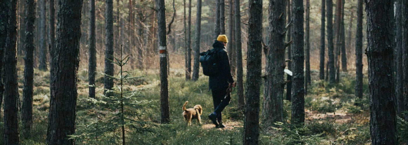 Hund mit Herrchen im Wald
