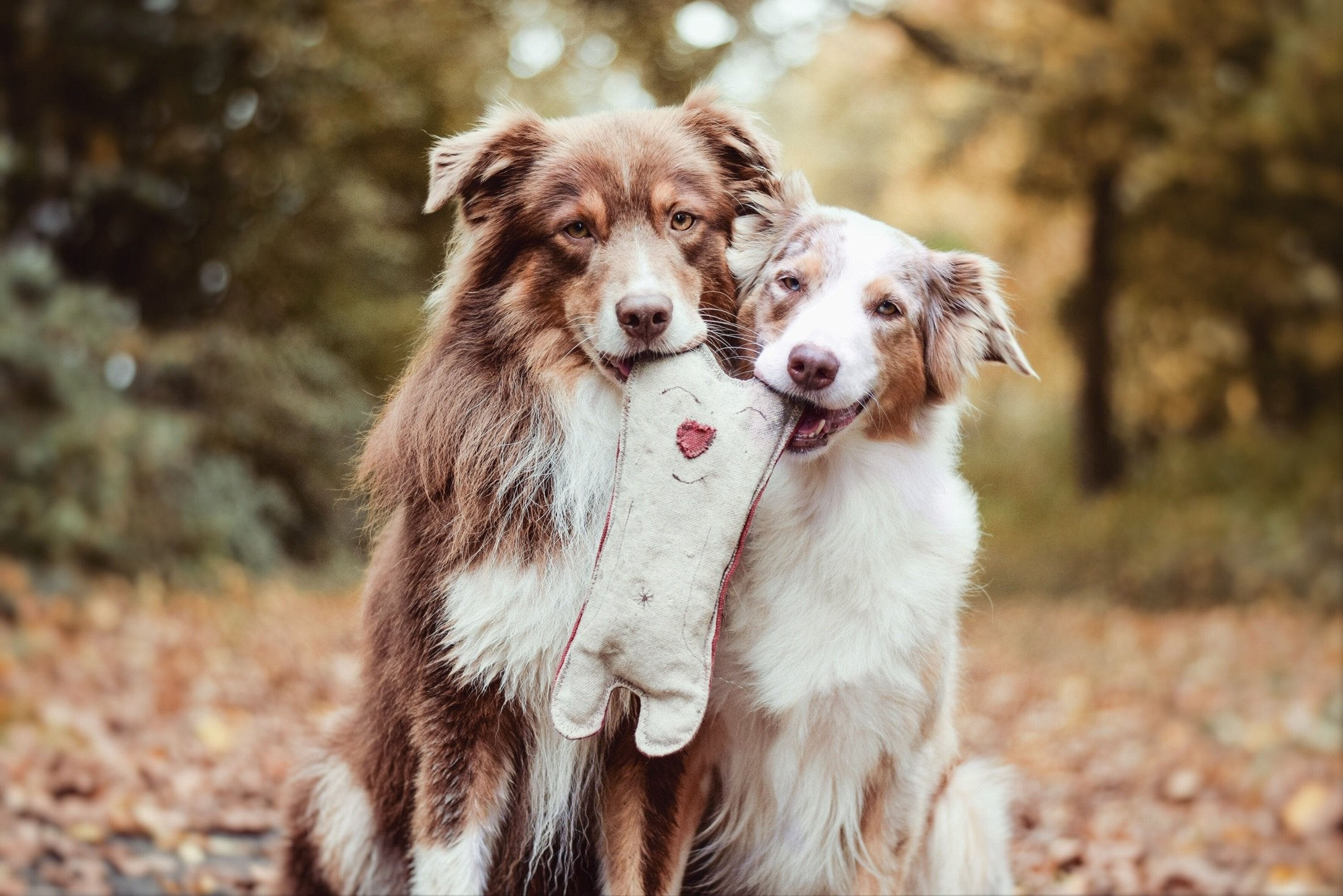 Zwei Hunde mit Betty Woof Plüschtier Bär